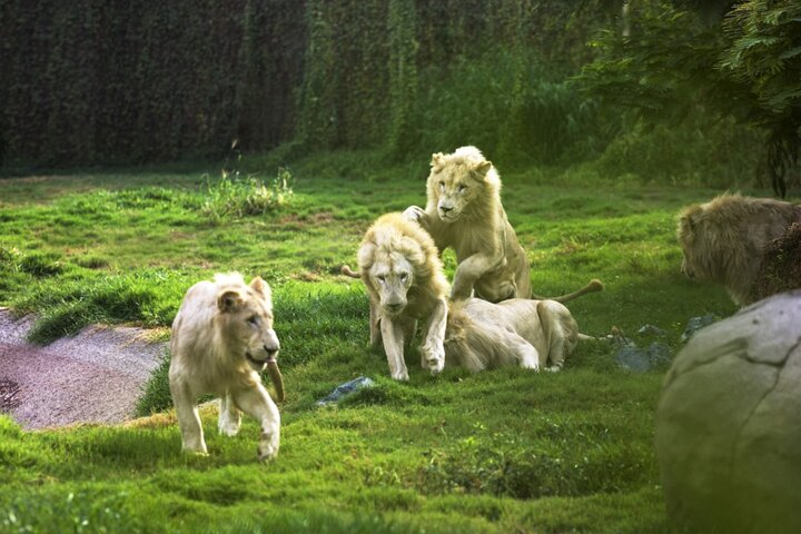 Dubai Safari Park Admission Ticket With Private Pickup and Drop - Photo 1 of 11